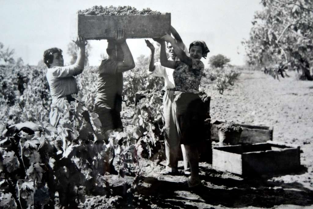 Antichi Canti Della Vendemmia Ischitana