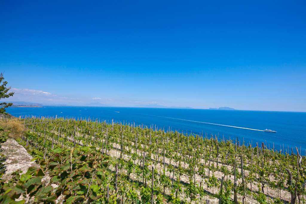 Piano Liguori: tra le viti l’azzurro del mare