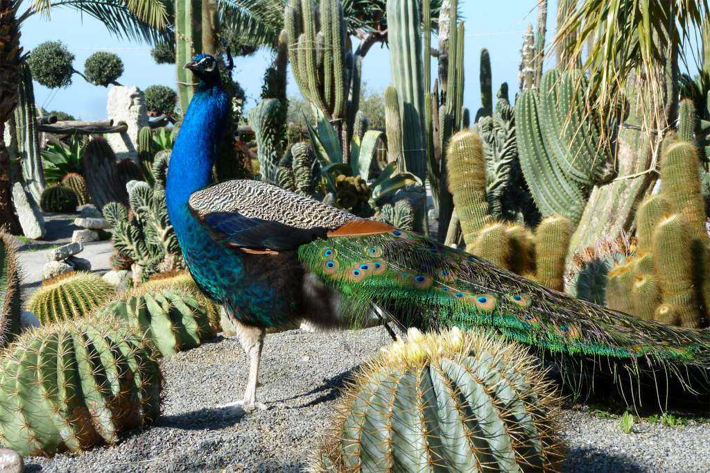 Tra cactus e pavoni nei giardini Ravino di Forio
