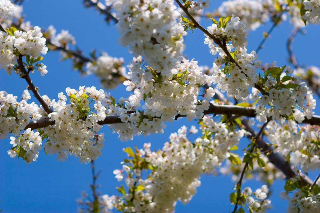 Un percorso di benessere tra le piante dell’isola di Ischia